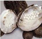 【連云港市珍珠加工加盟,創業加盟好項目】價格,廠家,珍珠母貝工藝品-搜了網