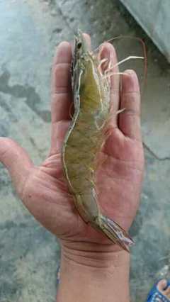 包技術(shù)包回收 連云港匯澤水產(chǎn)特級南美白對蝦苗 利潤高 全國送貨上門 成活率高 工廠化養(yǎng)殖