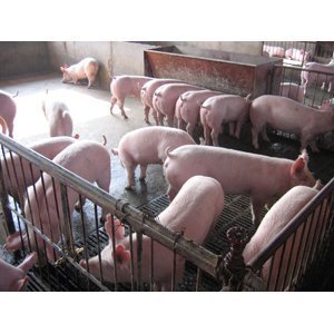 連云港最近仔豬什么價格,在哪里能買到?_農副產(chǎn)品_世界工廠網(wǎng)