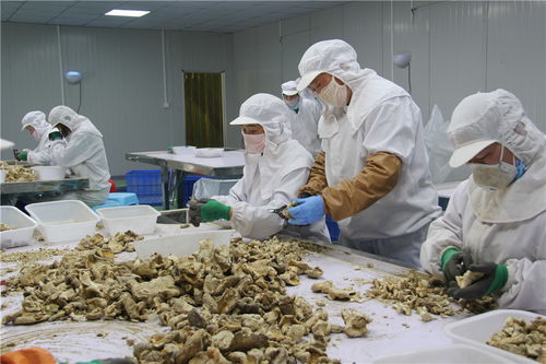 東?？h石湖鄉(xiāng) 小香菇撐起富民大產(chǎn)業(yè)